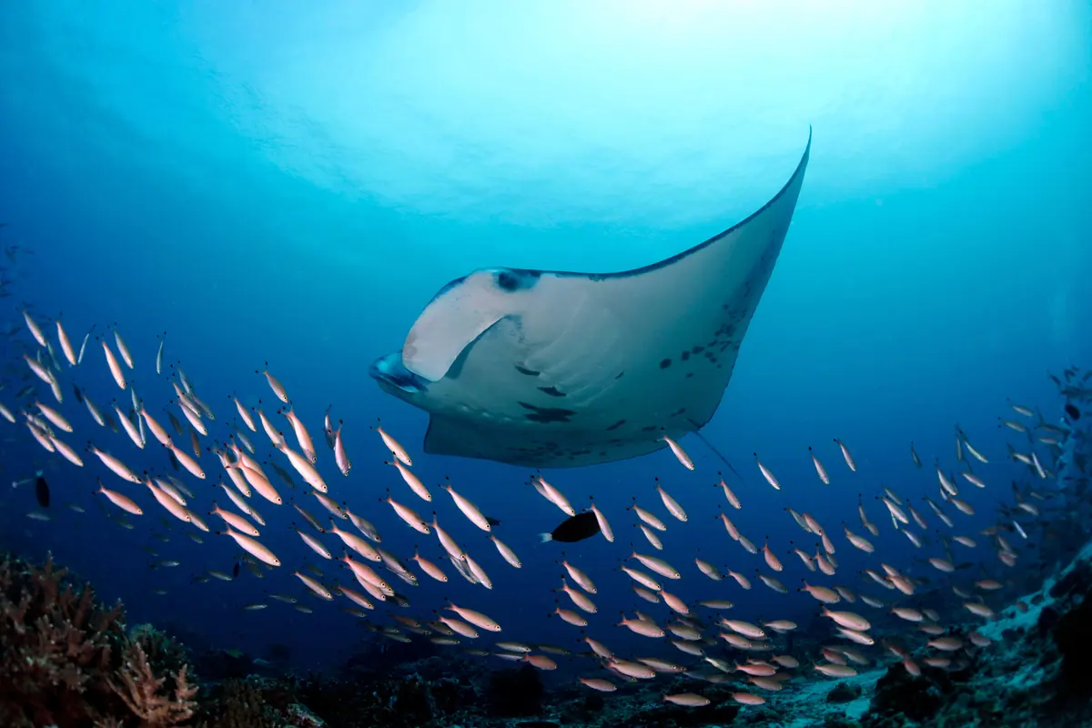 A manta ray swimming through a shoal of fish
