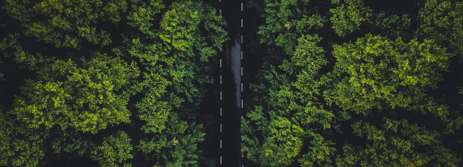 An aerial view of dense evergreen forest divided by a single road